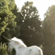 Illustration for article titled Real life unicorn caught on camera, maybe